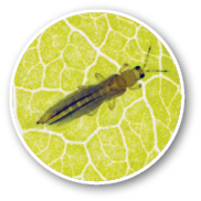 Thrips - Thrips tabaci (order Thysanoptera). It is important pest of many plants. Insects on the underside of the leaf through which it shines with sunlight. Extreme magnification.