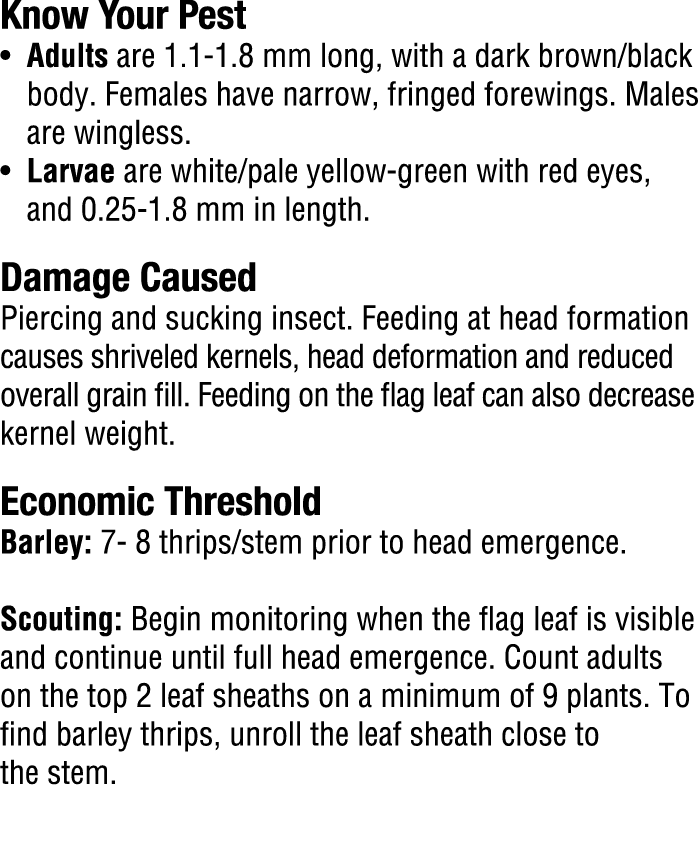Know Your Pest​ • Adults are 1.1 1.8 mm long, with a dark brown/black body. Females have narrow, fringed forewings. M...