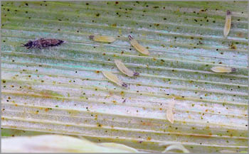 Thrips damaged barley plants. Flag leaf chlorotically discolored. Insects feed on the inner side of the leaf, near the ear.