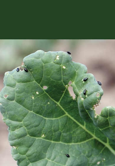 Damaged leaves of oilseed rape (canola) by Cabbage Stem Flea beetle (Psylliodes chrysocephala).