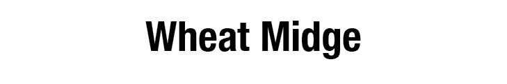 Wheat Midge