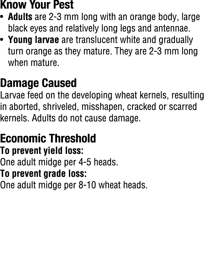 Know Your Pest​ • Adults are 2 3 mm long with an orange body, large black eyes and relatively long legs and antennae....